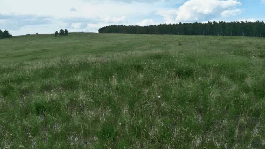 Зеленая поляна Булановка
