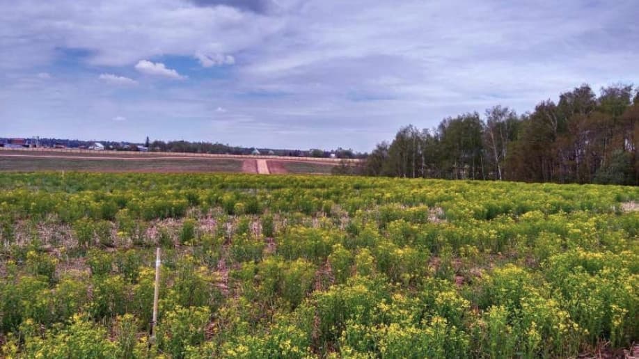 Пушкино Лайф