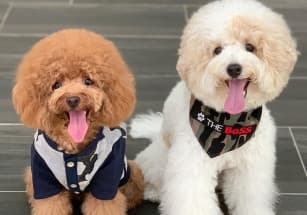 Покупателей роскошной недвижимости все чаще интересуют VIP-удобства для собак